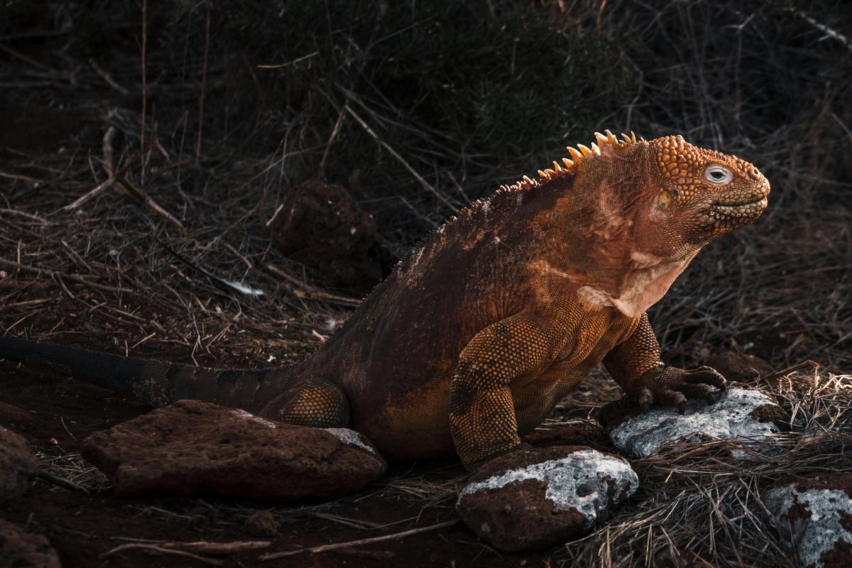 Exploring the Richest Biodiversity Hotspots Around the World