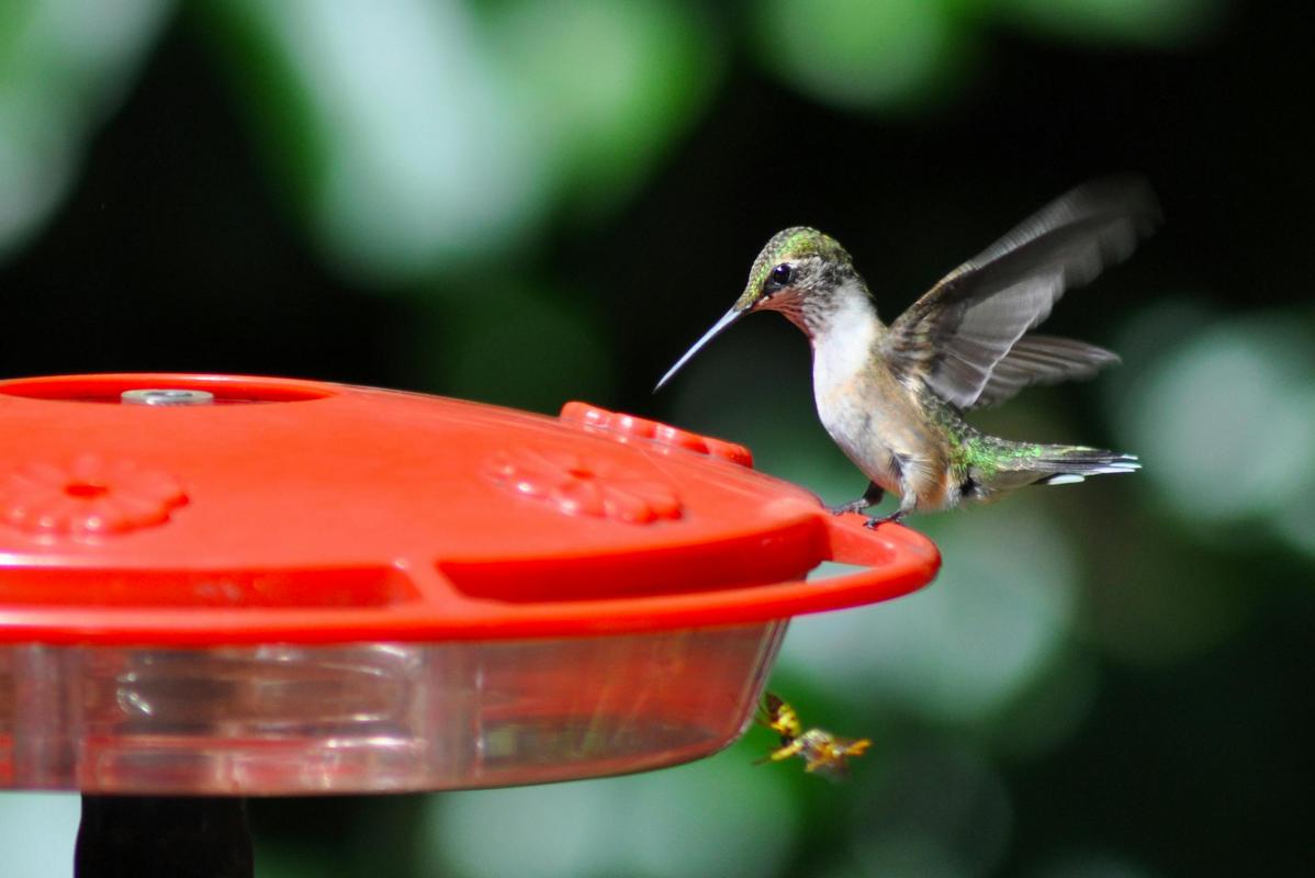 What Do Hummingbirds Eat  A Comprehensive Guide to Their Diet